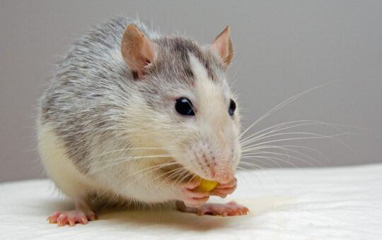 geur dode rat schadelijk